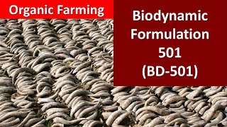 How to prepare and use Biodynamic formulation501 BD501 for Organic Farming [upl. by Aitret]