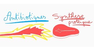 🔴 ANTIBIOTIQUES CONTRE LA SYNTHESE PROTEIQUE EN 10 MIN   DR ASTUCE [upl. by Yrahca]