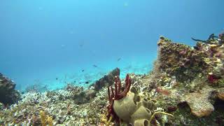 10 Lobster Family Nurse Shark 2min Yucab Reef Cozumel [upl. by Magen803]