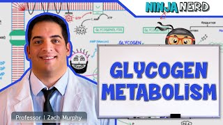 Metabolism  Regulation of Glycogen Metabolism [upl. by Esserac]