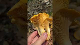 Blasser Pfifferling Cantharellus pallens juli pfifferlinge cantharellus [upl. by Neb]