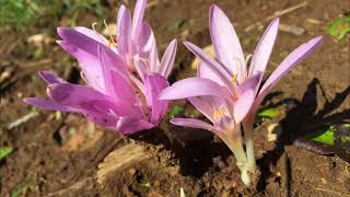 Colchicum autumnale Mrazovac Autumn crocus Herbstzeitlose [upl. by Elery369]