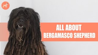 Bergamasco Shepherd Everything You Need To Know [upl. by Atsirt]