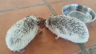 Sweet Lover Hedgehog Real Feed [upl. by Cloe680]