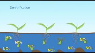 Denitrification Standing Water [upl. by Kcid]