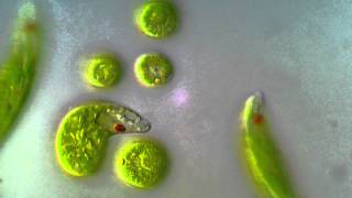 Euglena viridis  BF DIC microscope 1000x [upl. by Notyarb]