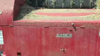 Baling Greenfeed Case RBX562 Baler [upl. by Feinberg420]