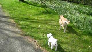 Walking Xavieras Hollanders Dogs Amsterdam Apr 2010 [upl. by Kceb183]