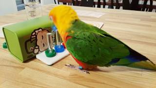 Mickey the Jenday conure doing a little complicated tricks [upl. by Caswell]