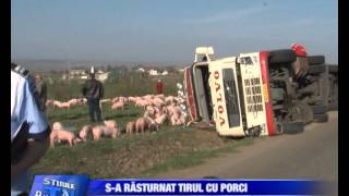 Tir incarcat cu porci rasturnat la Salcea Bucovina [upl. by Siusan]