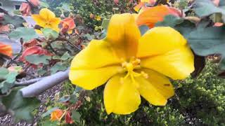 Fremontodendron californica [upl. by Kial]