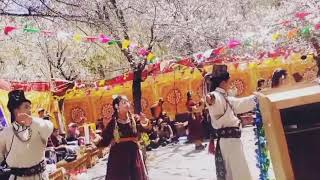 Apricot Blossom Festival At Lehdho  Leh Ladakh [upl. by Nadirehs]