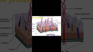 M protein [upl. by Ravaj512]