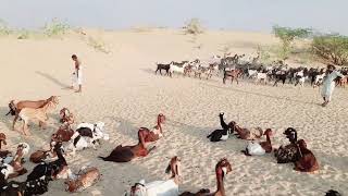 Desert Duet and Call of the Shepherd Herding Two Goat Herds Back Home at the End of a Desert Day [upl. by Felice]