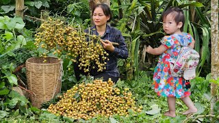 Harvest Clausena Lansium Goes to market sell  Gardening  Lý Phúc An [upl. by Hali298]