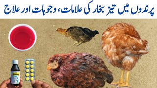 Treatment of Fever in Chickens  Fever Symptoms in Poultry Birds  Dr ARSHAD [upl. by Kcir]