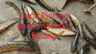 Garai Faria Garai fish garai fishing videos garai fish recipes garai machhali fishing [upl. by Eiznil]