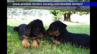 Oorang Airedale Terrier puppies [upl. by Nakada]