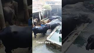 tiwari dary farm [upl. by Nyvrem318]