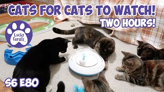 Cats For Cats To Watch  TWO HOURS  Cat Videos  Cats Playing  Entertainment For Cats  S6 E80 [upl. by Petrick]