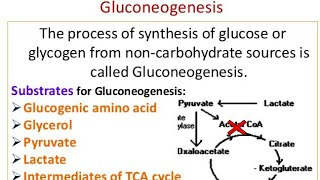 Gluconeogenesis Mechanism and significance [upl. by Mccurdy973]