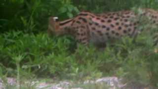 African Serval Cat Breeders in new enclosure [upl. by Oinotnaesoj]