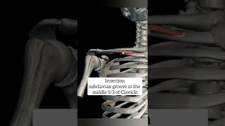 subclavius muscle with origin insertion Nerve supply actions pectoral regionanatomy 1styearmbbs [upl. by Hightower606]