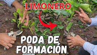 Quita CHUPONES y haz la PODA de FORMACIÓN 🍋🌱 para un LIMONERO más FUERTE y productivo [upl. by Digdirb749]