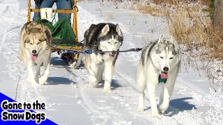 HAPPY HUSKIES Dog Sledding in the Snow [upl. by Nanerb]