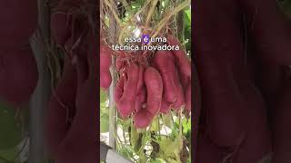 Veja o Cultivo Aéreo Batatas agricultura agro plantar  curiosidade [upl. by Neurath]