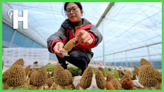 How Farmer Growing True Morel Mushroom  Morchella Harvesting amp Processing HappyFarm85 [upl. by Akined]