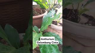 Anthurium gelombangcinta tanamanhias [upl. by Arimat]