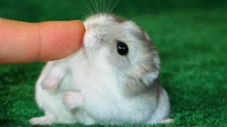 Funny And Cute Dwarf Hamster Ever [upl. by Diamond]