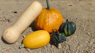 Variedades de calabaza o Zapallo Cucurbita [upl. by Amre782]