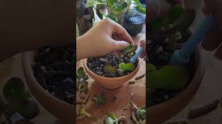 Jade plant propogation plants repotting foryou plantlover jadeplant succulent shorts [upl. by Ruosnam]