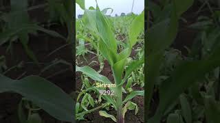 मक्का श्रीराम 9292 song farming ramsingh [upl. by Renelle]