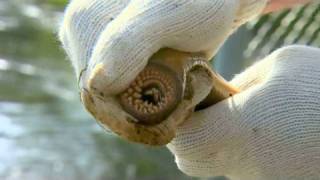 Sea Lamprey Population Control  Michigan State University [upl. by Llehsor]