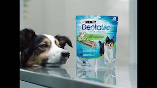 Purina® Dentalife™  Επιστημονικά σχεδιασμένο οδοντικό σνακ για υγιή δόντια  PURINA® Greece [upl. by Atews]