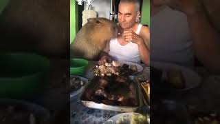 El increible video viral del carpincho que come asado en Corrientes [upl. by Harbard832]