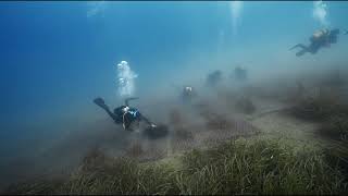 Posidonia piantati centro metri nellarea marina delle 5 Terre 14102024 [upl. by Herrera]