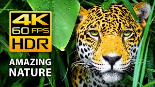 Amazing Colors of Nature in 4K HDR 60fps  Tropical Animals and Relaxing Music [upl. by Attenauq]