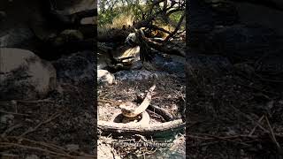 Western Diamondback VS Greater Roadrunner [upl. by Stoneham]