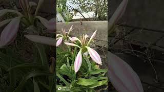 Crinum Latifolium flowersVSRBotanicalGarden [upl. by Derayne427]