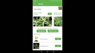 PlantSnap identifies a Spirit Weed Eryngium foetidum [upl. by Furlani977]