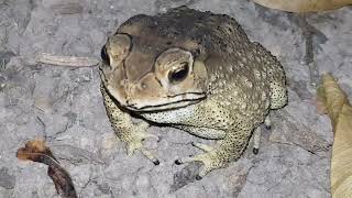 Firebellied toad Bombina bombina [upl. by Ferrand144]