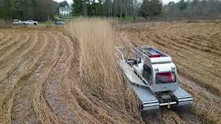 Phragmites removal project in Pembroke MA [upl. by Hanafee]