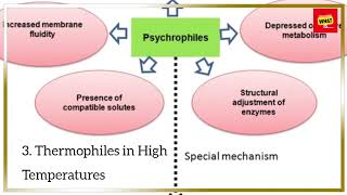 What Are Extremophiles and How Do They Thrive in Harsh Environments [upl. by Daryn925]