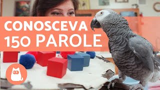 Il PAPPAGALLO più INTELLIGENTE del MONDO 🦜💬 [upl. by Livvie]