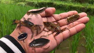 hunting predatory water insects‼️catch giant water bugsdiving beetlesblack crabs [upl. by Narbig]