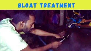 Emergency Bloat Treatment of Cow at Midnight [upl. by Dilahk853]